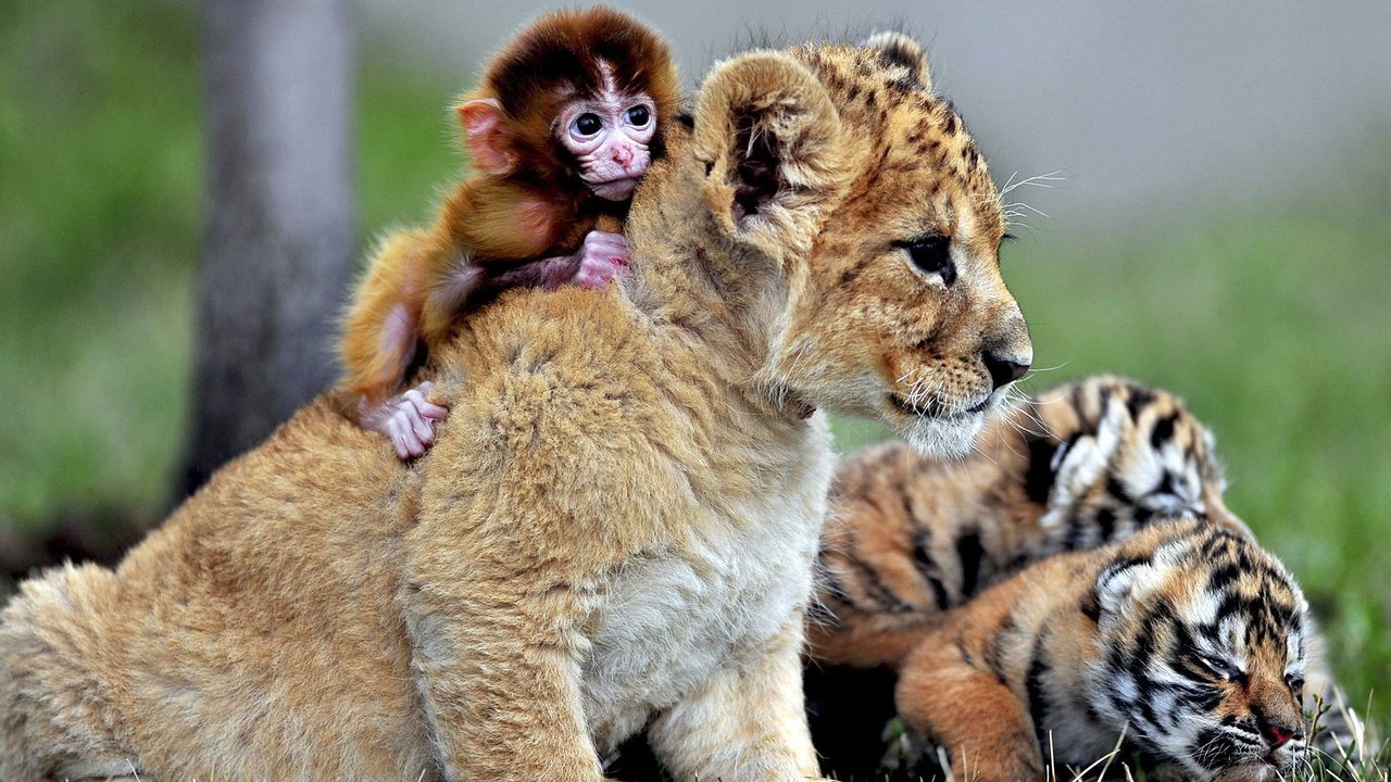 Обои дружба, львёнок, обезьянка, тигрята, детеныши, friendship, lion, monkey, the cubs, cubs разрешение 1920x1440 Загрузить
