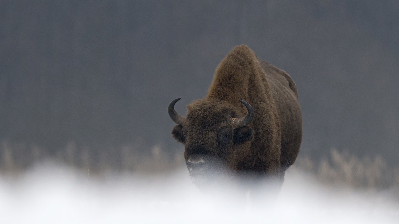 Обои природа, рога, бизон, зубр, дикий бык, мордв, nature, horns, buffalo, bison разрешение 2400x1600 Загрузить