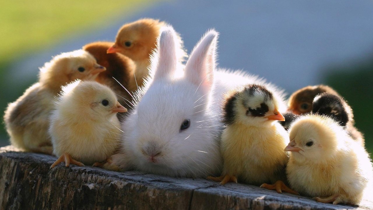 Обои кролик, животное, друзья, пень, птенцы, цыплята, rabbit, animal, friends, stump, chicks, chickens разрешение 1920x1200 Загрузить