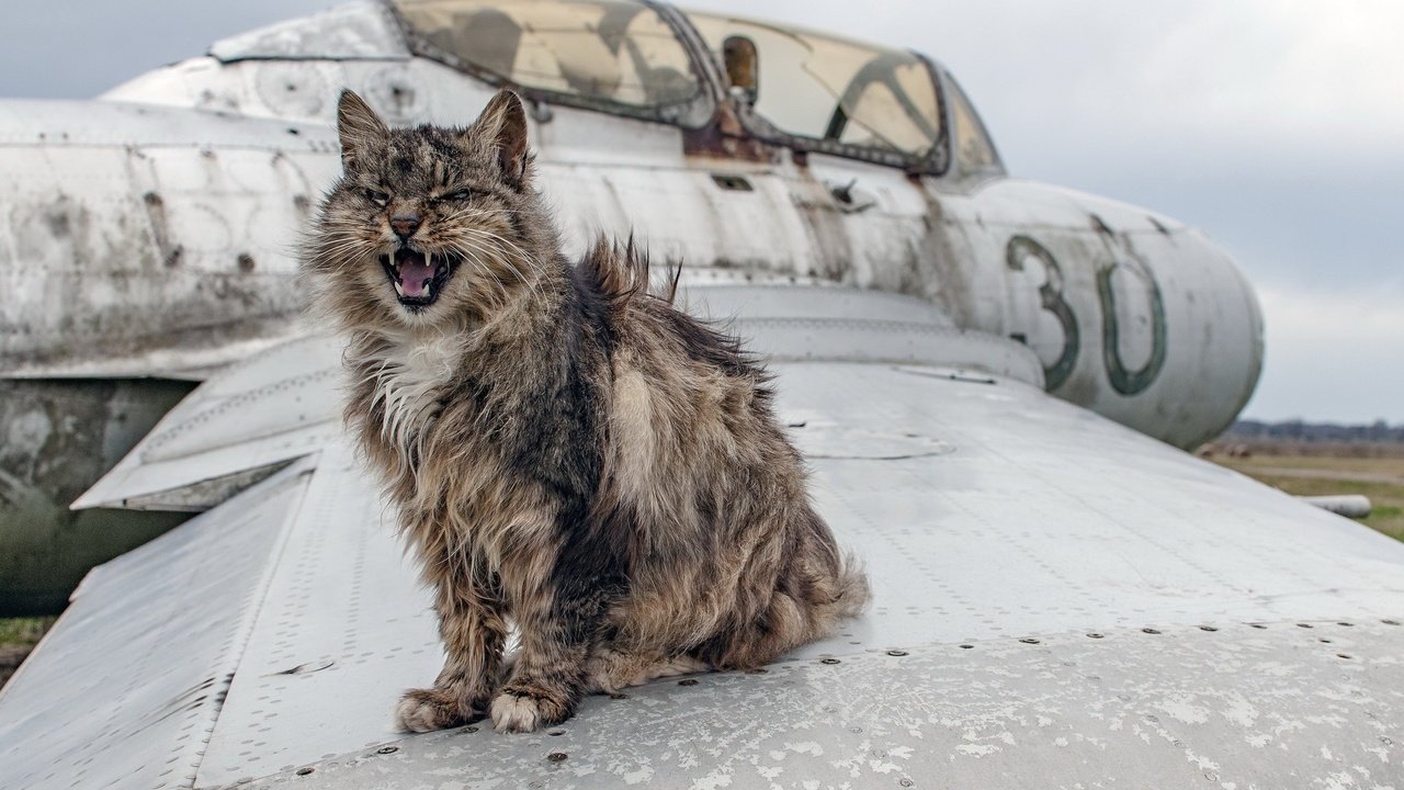 Обои самолет, животные, кот, мордочка, кошка, зубы, язык, крыло, the plane, animals, cat, muzzle, teeth, language, wing разрешение 2048x1279 Загрузить