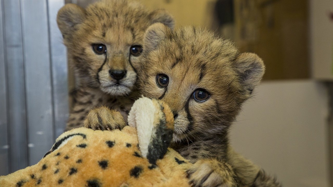 Обои глаза, мордочка, взгляд, зоопарк, гепарды, детеныши, eyes, muzzle, look, zoo, cheetahs, cubs разрешение 2265x1500 Загрузить