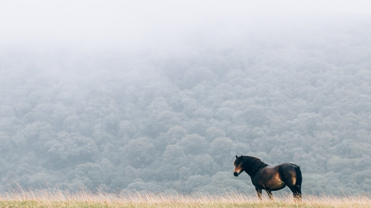 Обои лошадь, природа, туман, поле, конь, грива, horse, nature, fog, field, mane разрешение 4095x2730 Загрузить