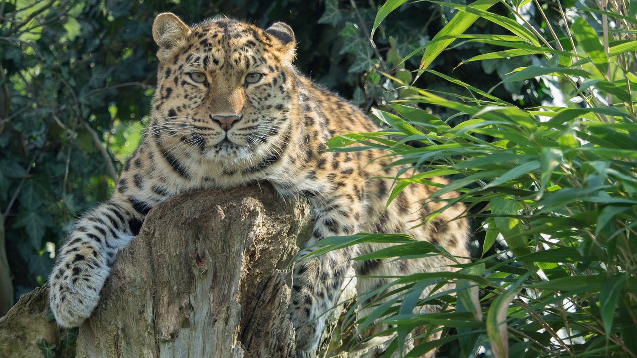 Обои растения, леопард, хищник, большая кошка, амурский, william warby, plants, leopard, predator, big cat, amur разрешение 3840x2400 Загрузить