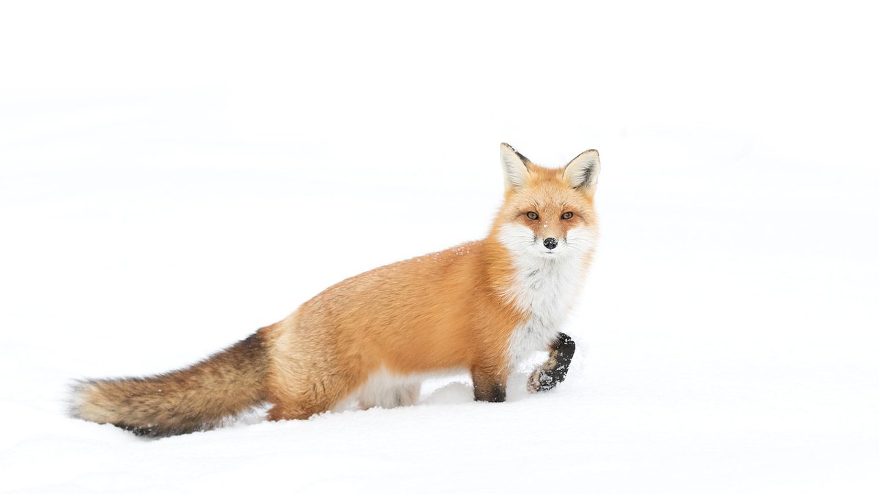 Обои снег, зима, взгляд, лиса, лисица, хвост, jim cumming, snow, winter, look, fox, tail разрешение 1920x1200 Загрузить