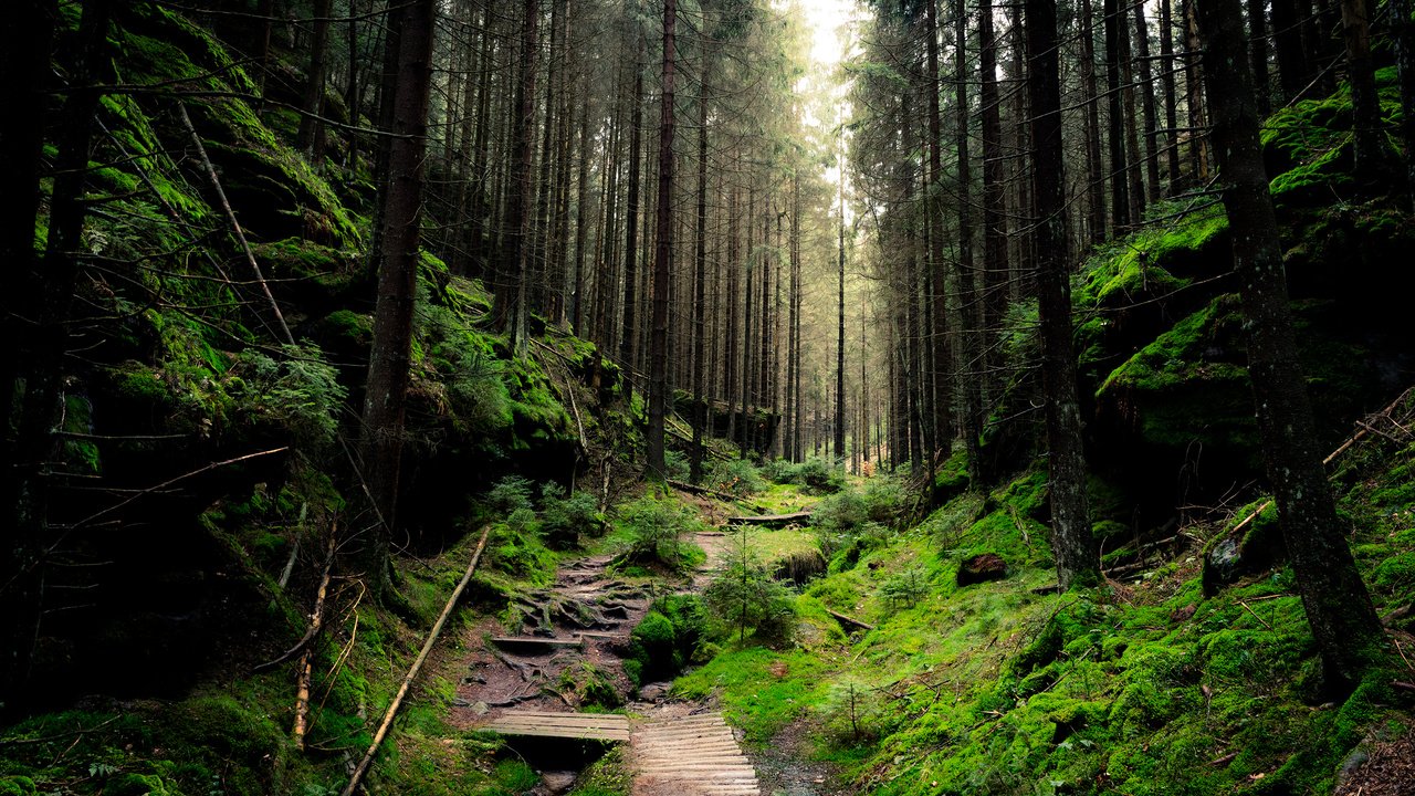 Обои деревья, природа, лес, ветки, стволы, тропинка, мох, sven wloch, trees, nature, forest, branches, trunks, path, moss разрешение 2880x1800 Загрузить