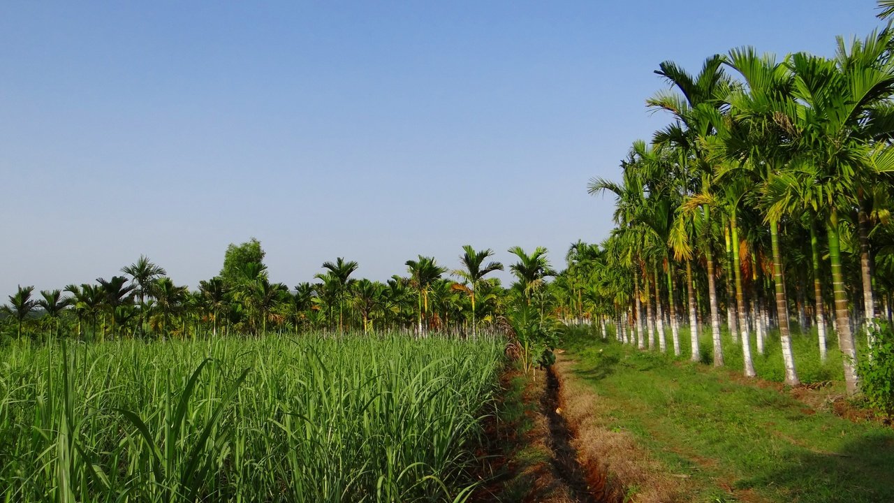 Обои трава, пальмы, плантации, урожай дорожка, grass, palm trees, plantation, vintage track разрешение 4719x3235 Загрузить