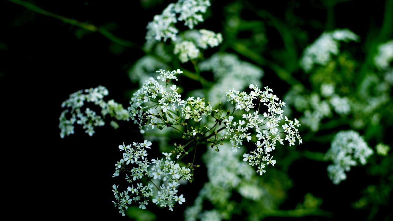 Обои цветы, природа, цветение, макро, белые, flowers, nature, flowering, macro, white разрешение 6000x3569 Загрузить