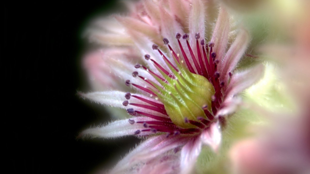 Обои цветение, цветок, лепестки, кактус, суккулент, joubarde, flowering, flower, petals, cactus, succulent разрешение 3087x2214 Загрузить