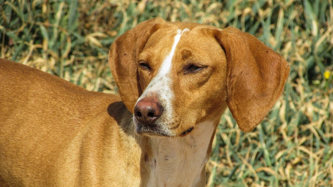 Обои глаза, трава, взгляд, собака, венгерская выжла, eyes, grass, look, dog, vizsla разрешение 4608x2592 Загрузить