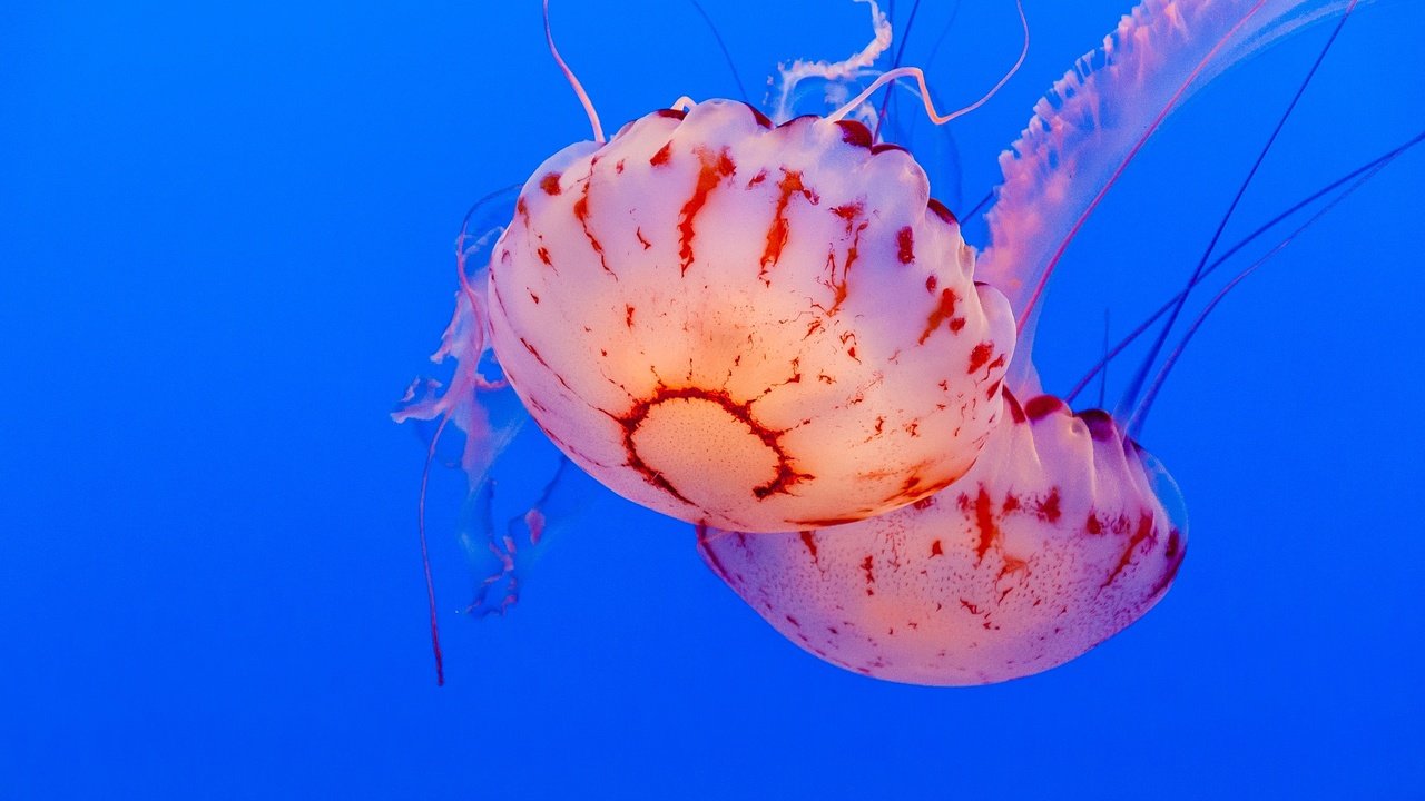 Обои море, медузы, подводный мир, sea, jellyfish, underwater world разрешение 2500x1662 Загрузить