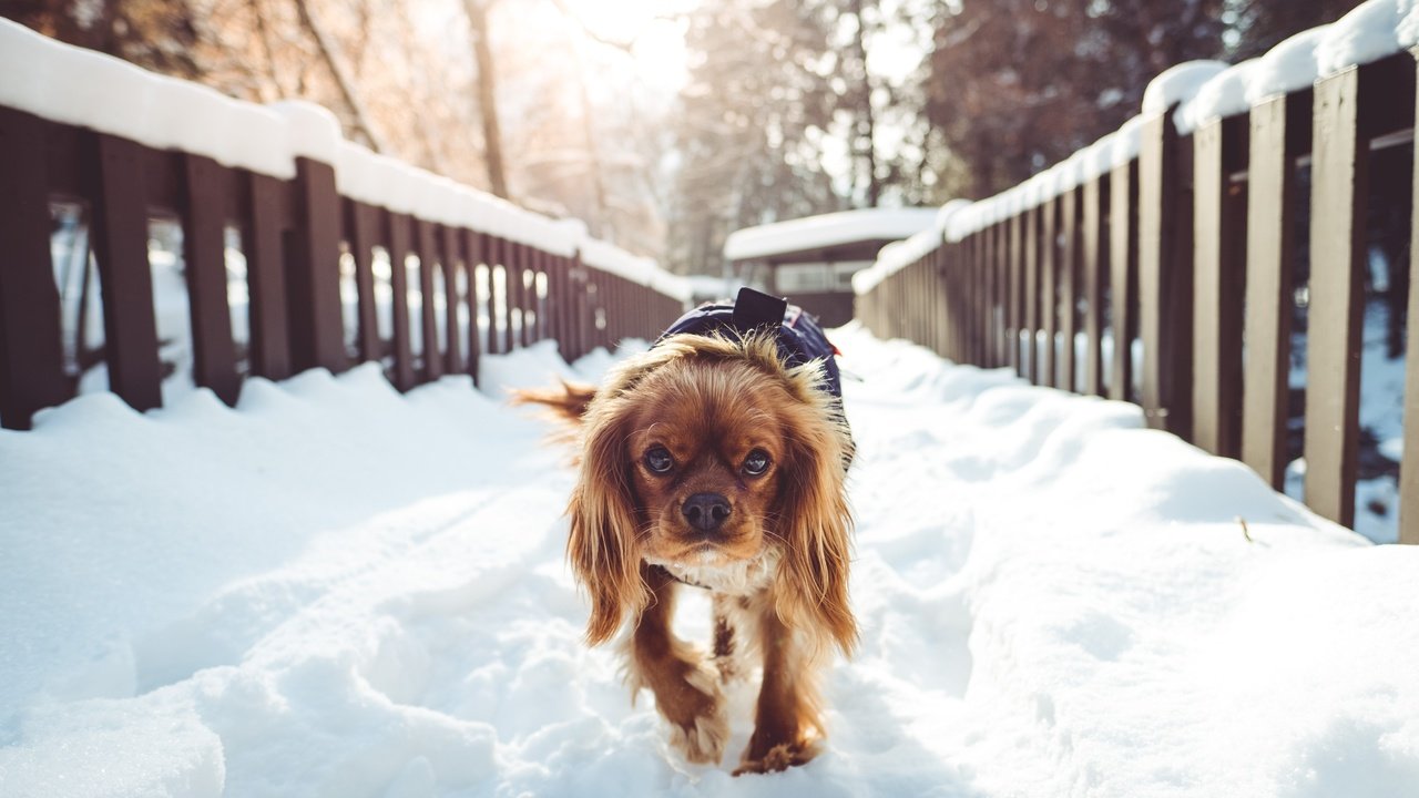 Обои снег, зима, собака, прогулка, спаниель, кокер-спаниель, snow, winter, dog, walk, spaniel, cocker spaniel разрешение 5000x3333 Загрузить