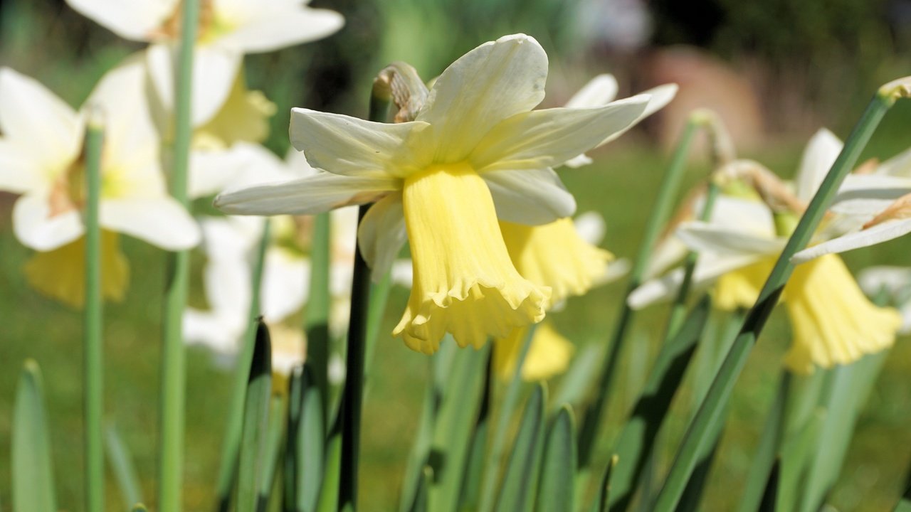 Обои цветы, лепестки, стебли, нарциссы, flowers, petals, stems, daffodils разрешение 4000x2666 Загрузить