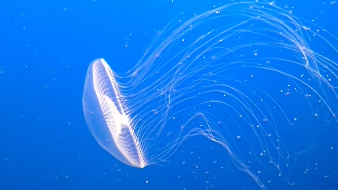 Обои вода, медуза, щупальца, подводный мир, water, medusa, tentacles, underwater world разрешение 2560x1920 Загрузить