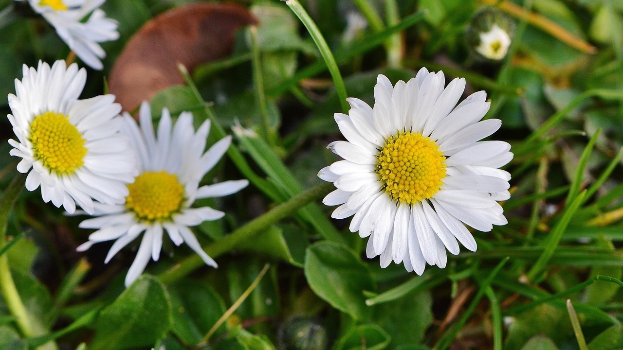 Обои цветы, трава, природа, лепестки, луг, ромашки, полевые цветы, flowers, grass, nature, petals, meadow, chamomile, wildflowers разрешение 4008x2666 Загрузить