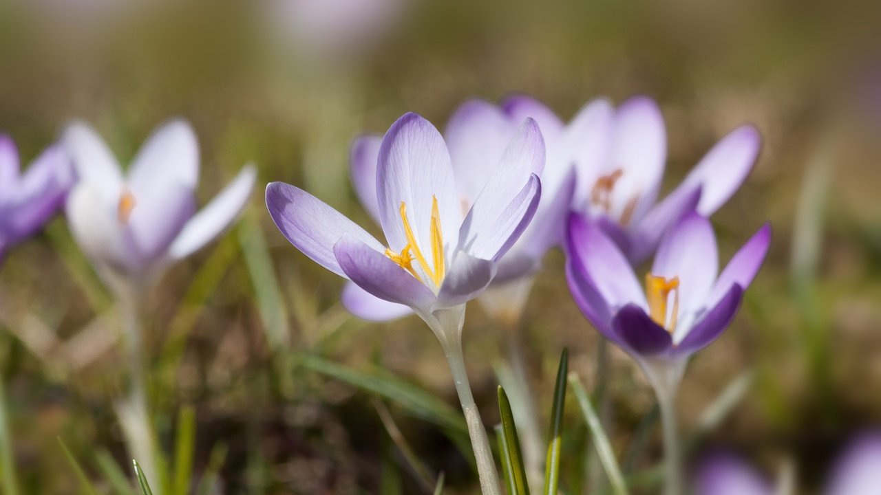 Обои цветы, природа, весна, фиолетовые, крокусы, flowers, nature, spring, purple, crocuses разрешение 4752x3168 Загрузить