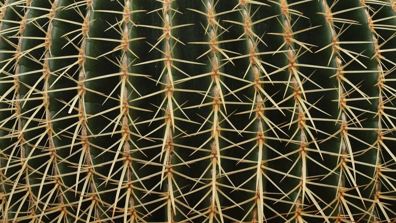 Обои текстура, макро, цветок, колючки, растение, шипы, кактус, texture, macro, flower, barb, plant, spikes, cactus разрешение 1920x1440 Загрузить