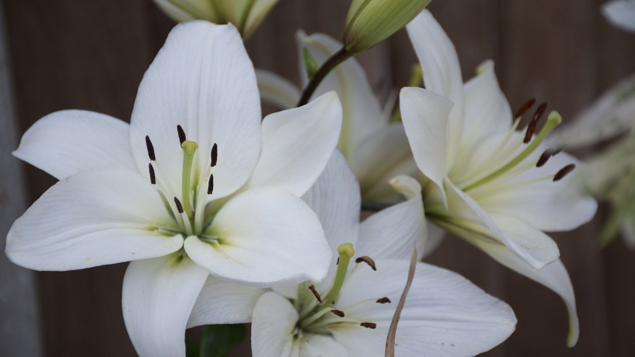 Обои цветы, лепестки, тычинки, белые, лилии, крупным планом, flowers, petals, stamens, white, lily, closeup разрешение 6000x4000 Загрузить