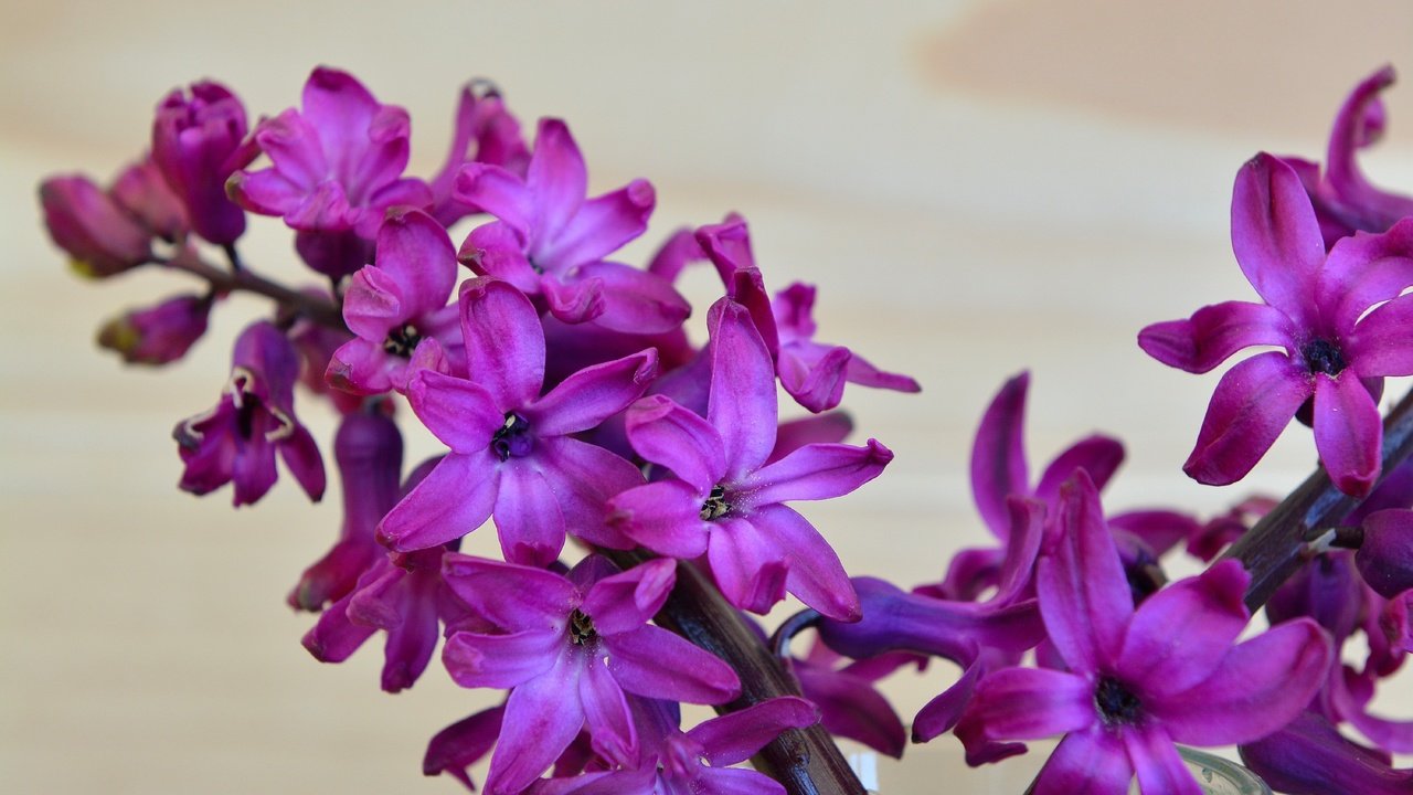 Обои цветок, лепестки, весна, гиацинт, flower, petals, spring, hyacinth разрешение 6000x4000 Загрузить