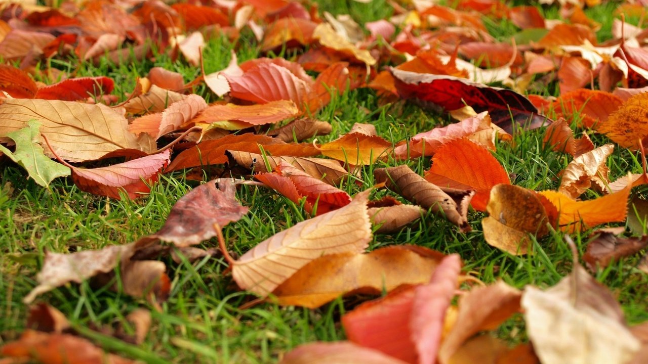 Обои трава, природа, листья, листва, осень, grass, nature, leaves, foliage, autumn разрешение 1920x1440 Загрузить