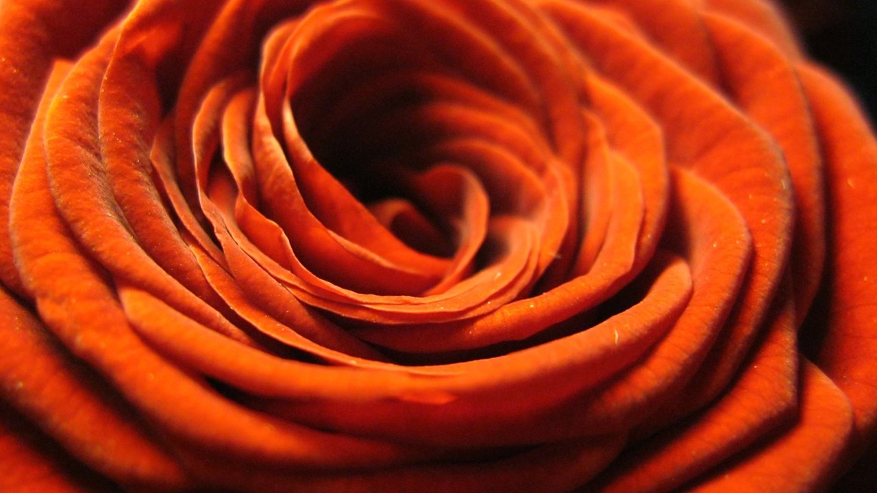 Обои цветок, роза, лепестки, оранжевая, крупным планом, flower, rose, petals, orange, closeup разрешение 3648x2736 Загрузить