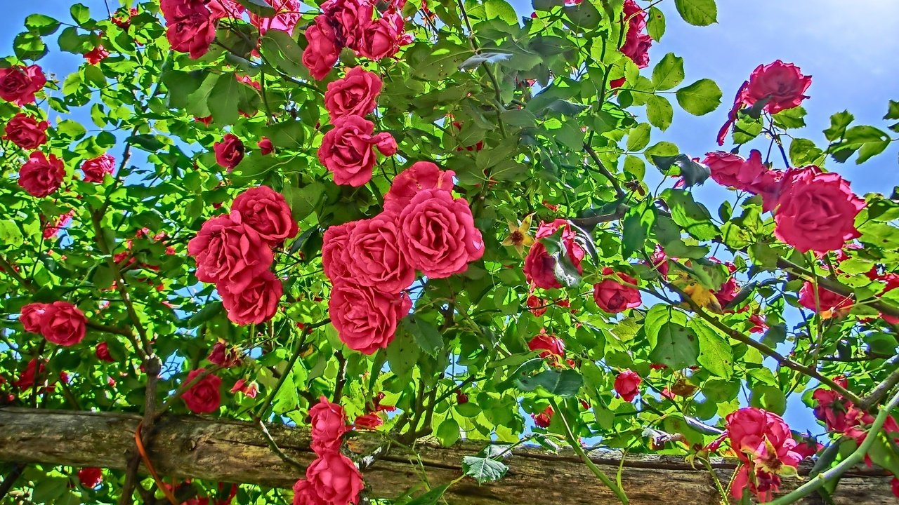 Обои цветы, цветение, лето, розы, сад, куст, flowers, flowering, summer, roses, garden, bush разрешение 2048x1536 Загрузить