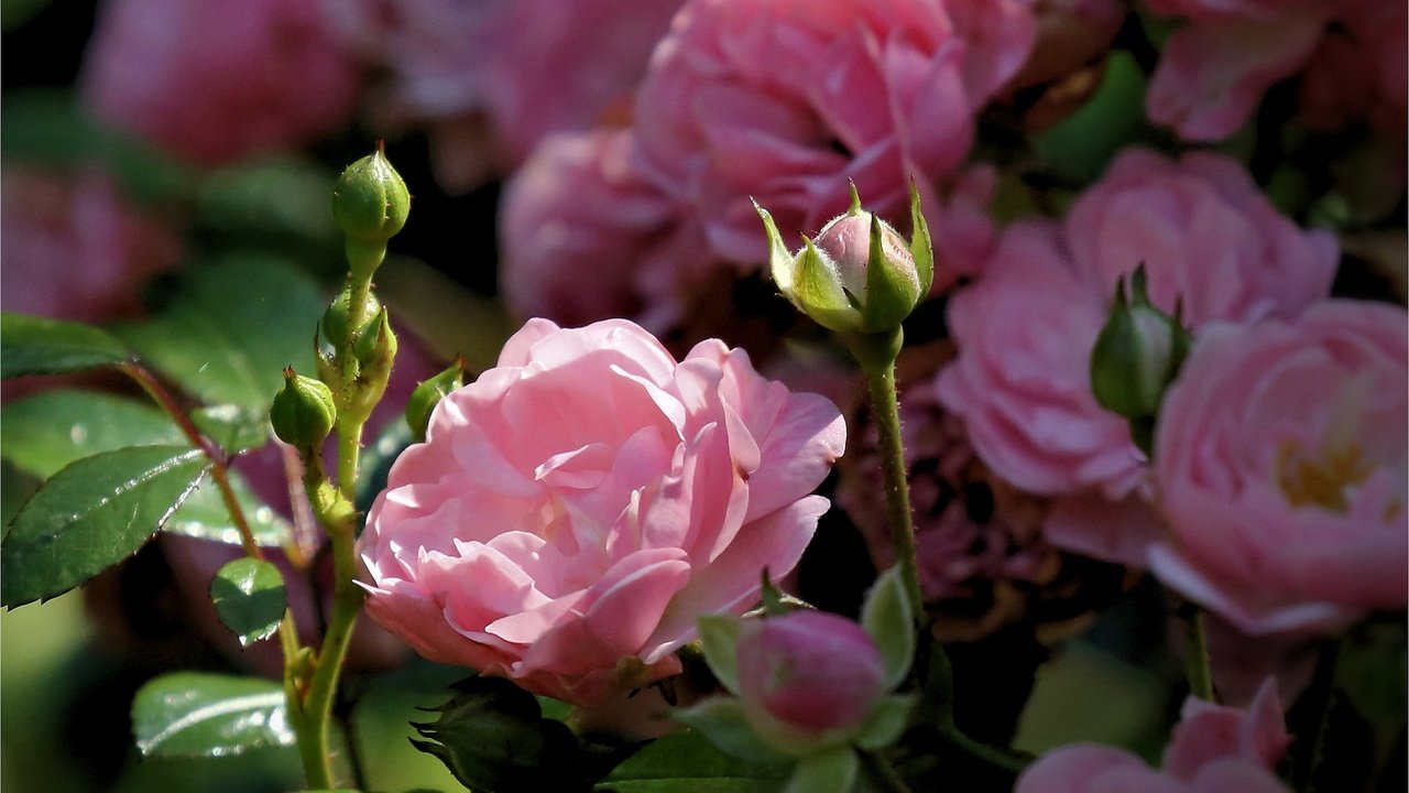 Обои цветы, бутоны, розы, лепестки, розовый куст, flowers, buds, roses, petals, rose bush разрешение 2048x1366 Загрузить