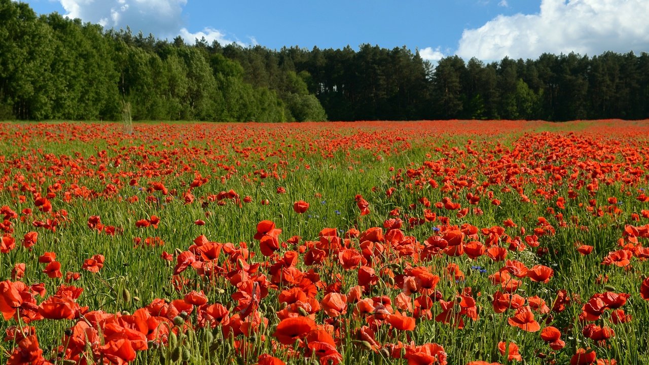 Обои цветы, деревья, солнце, поле, лето, красные, маки, flowers, trees, the sun, field, summer, red, maki разрешение 2112x1200 Загрузить