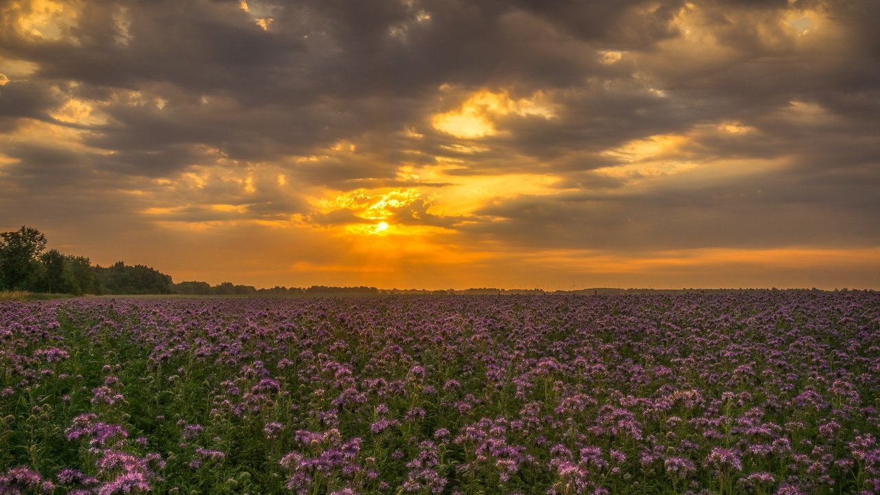 Обои небо, цветы, облака, закат, поле, полевые цветы, the sky, flowers, clouds, sunset, field, wildflowers разрешение 2126x1365 Загрузить