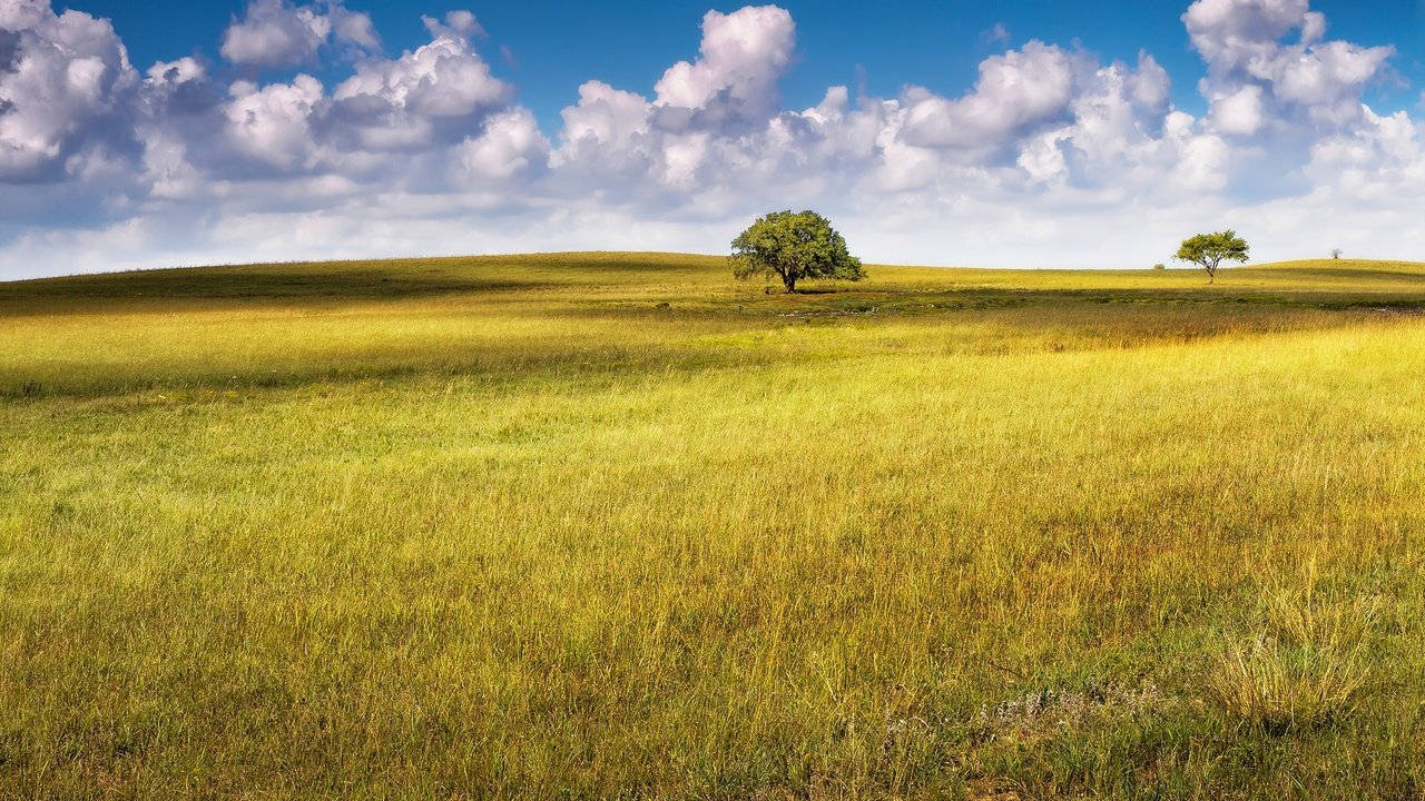 Обои небо, облака, деревья, поле, горизонт, лето, the sky, clouds, trees, field, horizon, summer разрешение 2048x1152 Загрузить