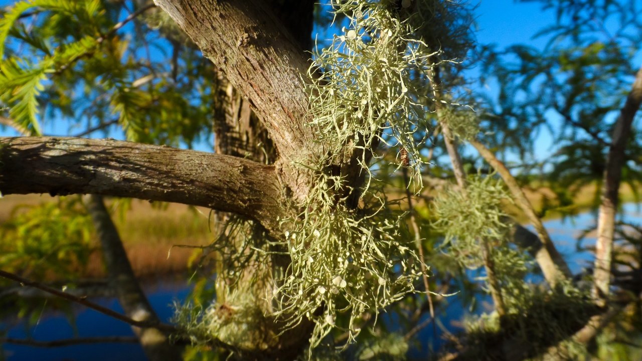 Обои дерево, листья, мох, ствол, растение, крупным планом, tree, leaves, moss, trunk, plant, closeup разрешение 4320x3240 Загрузить