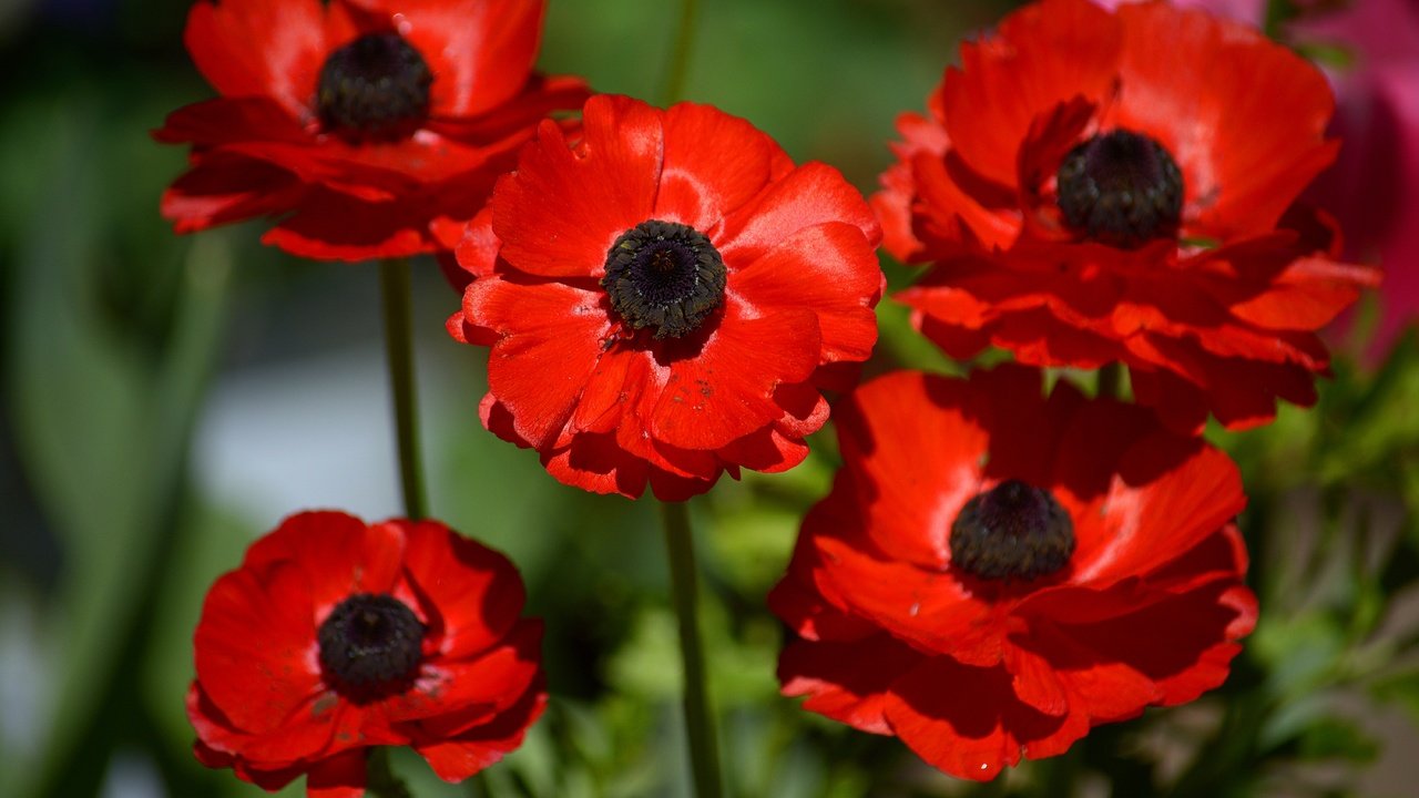 Обои цветы, макро, лепестки, красные, анемоны, ветреница, flowers, macro, petals, red, anemones, anemone разрешение 6000x4000 Загрузить