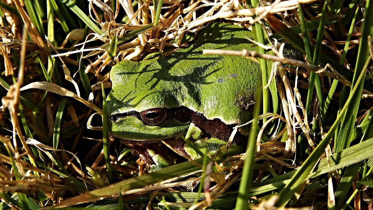 Обои трава, природа, лягушка, древесная лягушка, квакша, grass, nature, frog, tree frog, treefrog разрешение 2272x1704 Загрузить