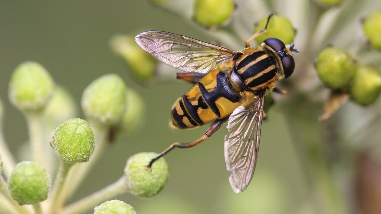 Обои макро, насекомые, растение, муха, журчалка, macro, insects, plant, fly, gorzalka разрешение 3543x2362 Загрузить