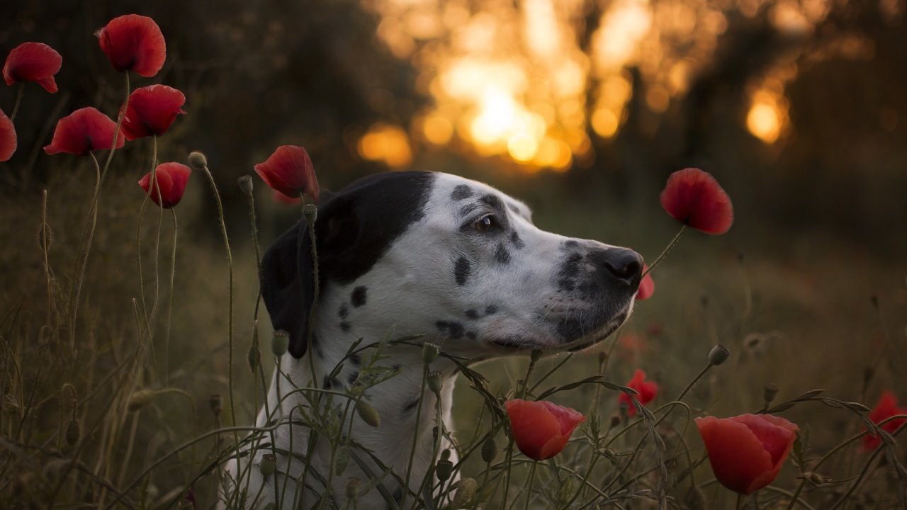 Обои морда, цветы, собака, маки, профиль, далматин, face, flowers, dog, maki, profile, dalmatian разрешение 6000x4000 Загрузить