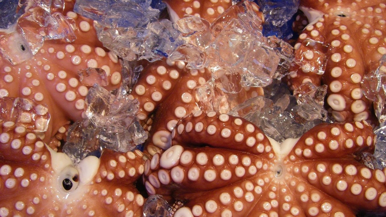 Обои осьминог, лёд, щупальца, морепродукты, осьминоги, octopus, ice, tentacles, seafood разрешение 1920x1440 Загрузить