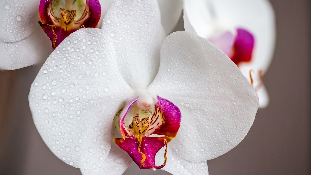 Обои цветы, капли, орхидеи, капли воды, flowers, drops, orchids, water drops разрешение 2048x1366 Загрузить