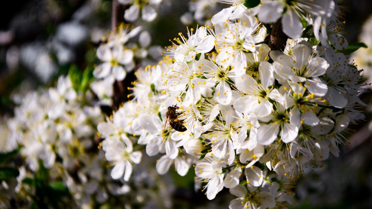 Обои цветение, насекомое, пейзаж, весна, пчела, flowering, insect, landscape, spring, bee разрешение 4608x3072 Загрузить