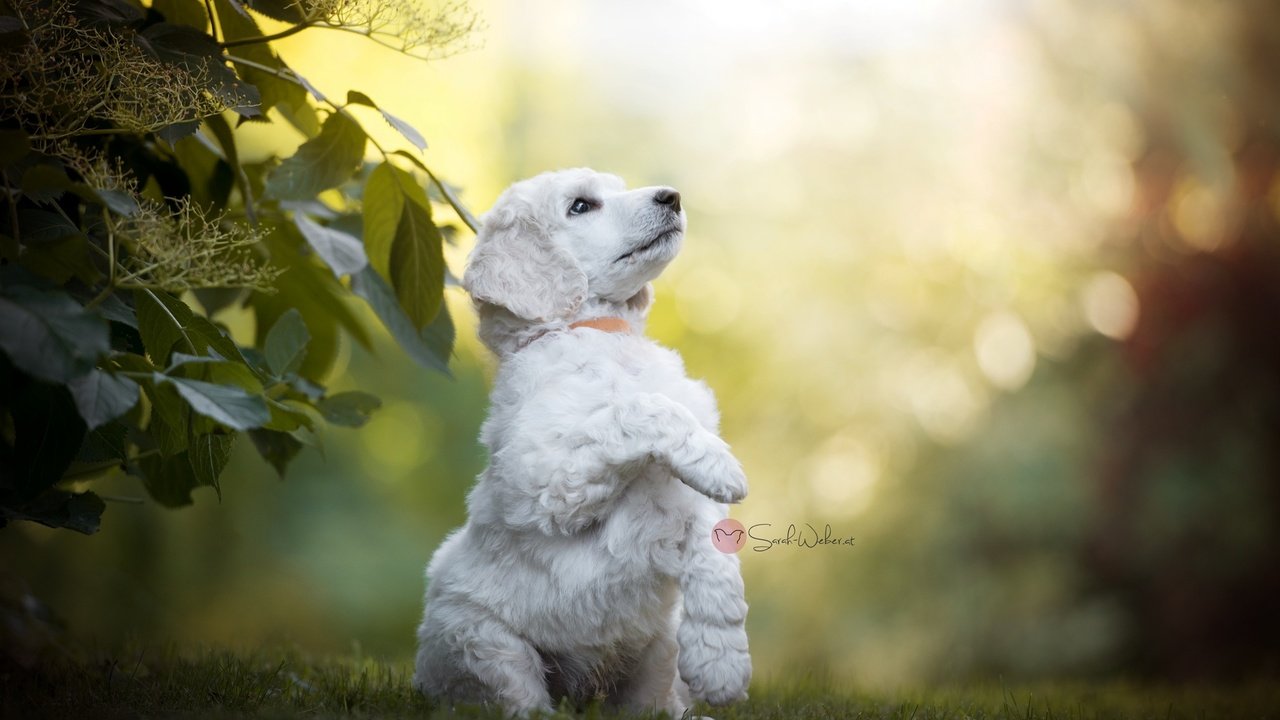 Обои природа, листья, ветки, лето, собака, боке, sarah weber, nature, leaves, branches, summer, dog, bokeh разрешение 2048x1367 Загрузить