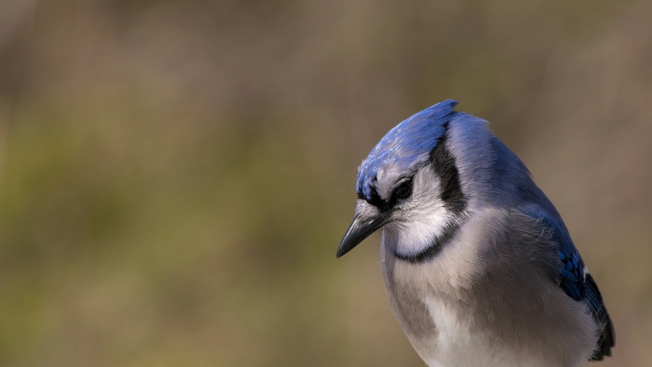 Обои природа, птица, клюв, перья, сойка, голубая сойка, nature, bird, beak, feathers, jay, blue jay разрешение 2048x1366 Загрузить