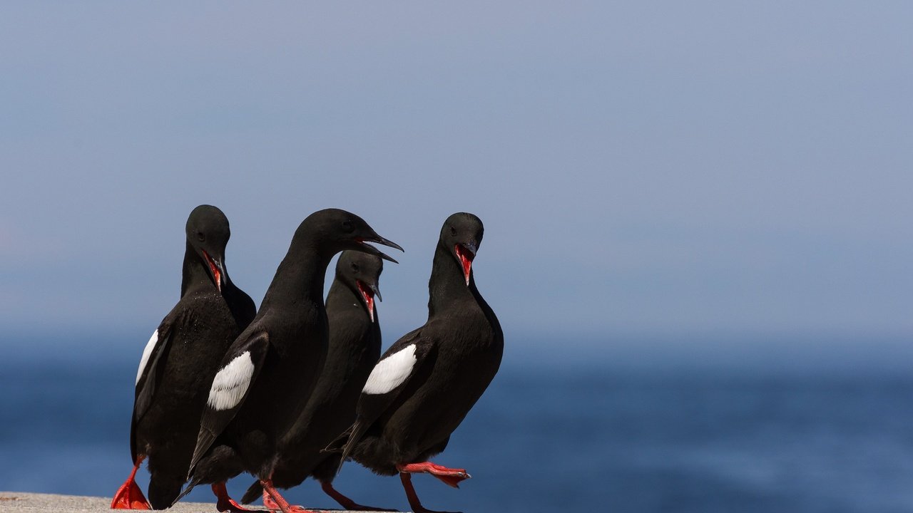 Обои природа, птицы, птица, клюв, перья, обыкновенный чистик, nature, birds, bird, beak, feathers, common guillemot разрешение 2048x1302 Загрузить