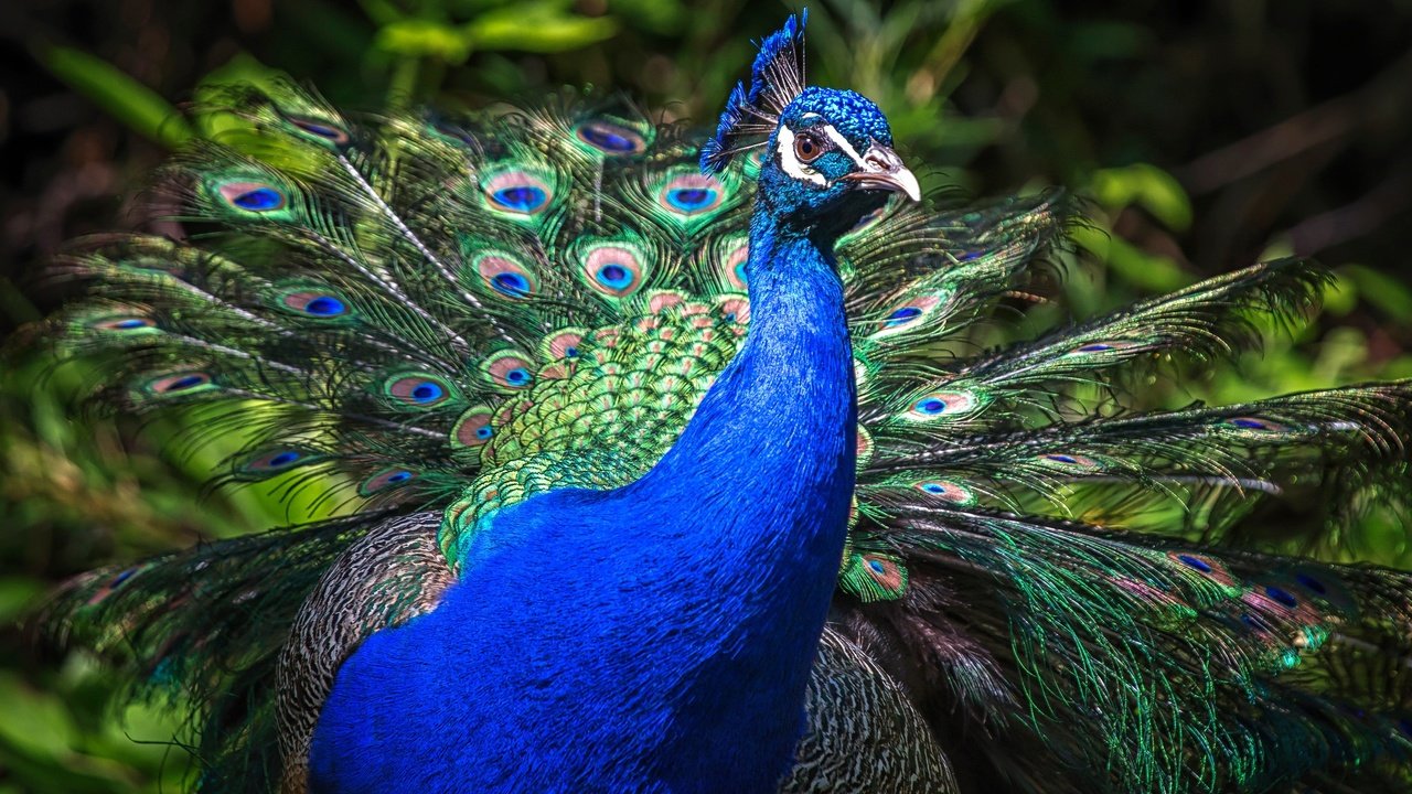 Обои природа, птица, клюв, павлин, перья, хвост, оперение, nature, bird, beak, peacock, feathers, tail разрешение 2048x1152 Загрузить