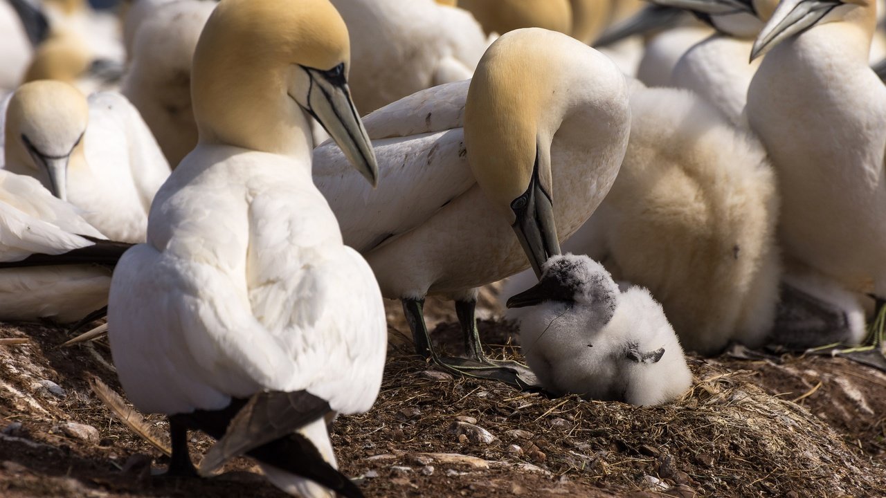 Обои птенец, птицы, клюв, перья, олуша, северная олуша, chick, birds, beak, feathers, gannet, the northern gannet разрешение 2048x1292 Загрузить