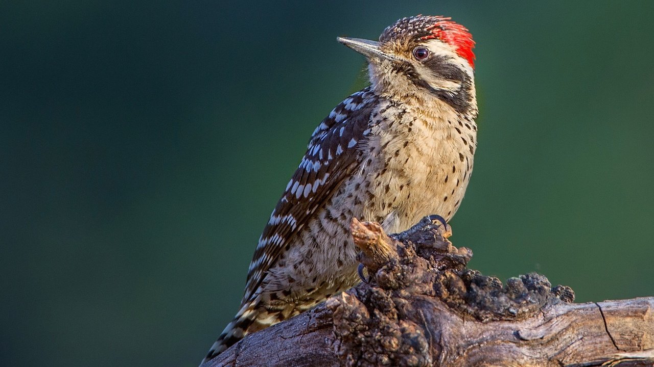 Обои птица, клюв, оперение, дятел, bird, beak, tail, woodpecker разрешение 2048x1311 Загрузить