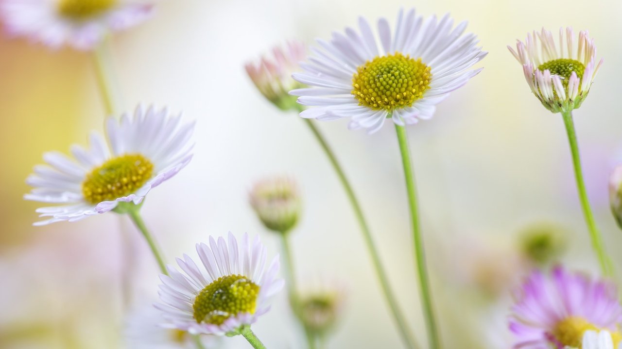 Обои цветы, лето, лепестки, ромашки, стебли, боке, маргаритки, flowers, summer, petals, chamomile, stems, bokeh, daisy разрешение 2048x1365 Загрузить