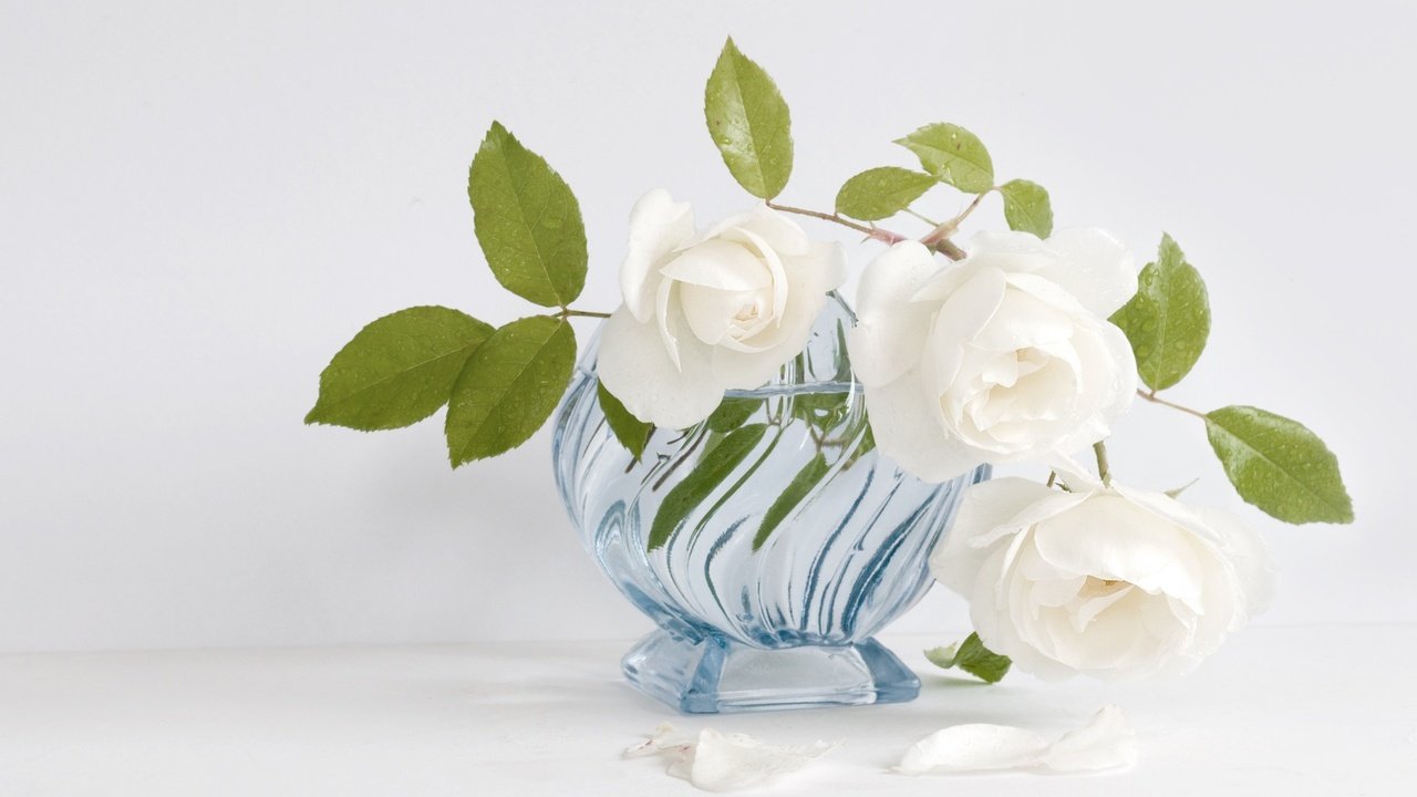 Обои цветы, розы, лепестки, букет, белый фон, белые, ваза, flowers, roses, petals, bouquet, white background, white, vase разрешение 1920x1255 Загрузить