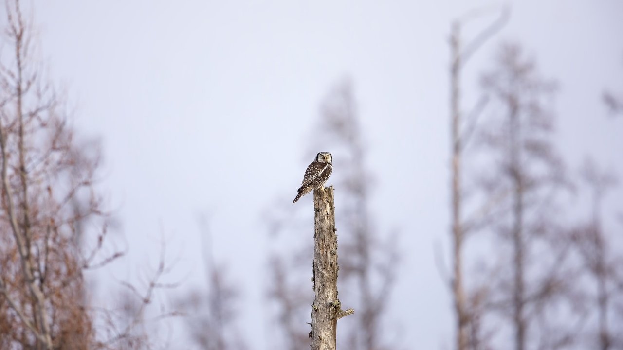 Обои сова, природа, дерево, фон, птица, owl, nature, tree, background, bird разрешение 2048x1365 Загрузить