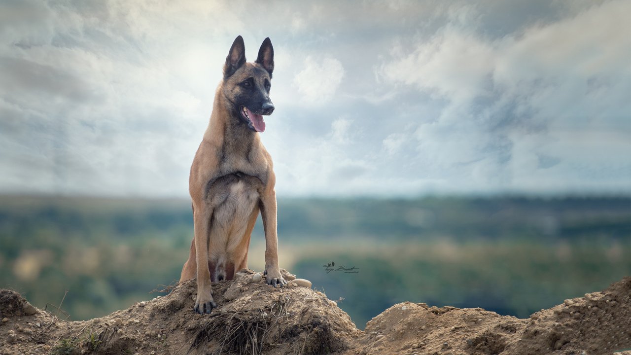 Обои tanja brandt разрешение 1920x1080 Загрузить