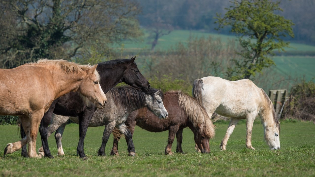 Обои трава, пони, деревья, природа, зелень, луг, лошади, кони, пастбище, grass, pony, trees, nature, greens, meadow, horse, horses, pasture разрешение 6016x3384 Загрузить