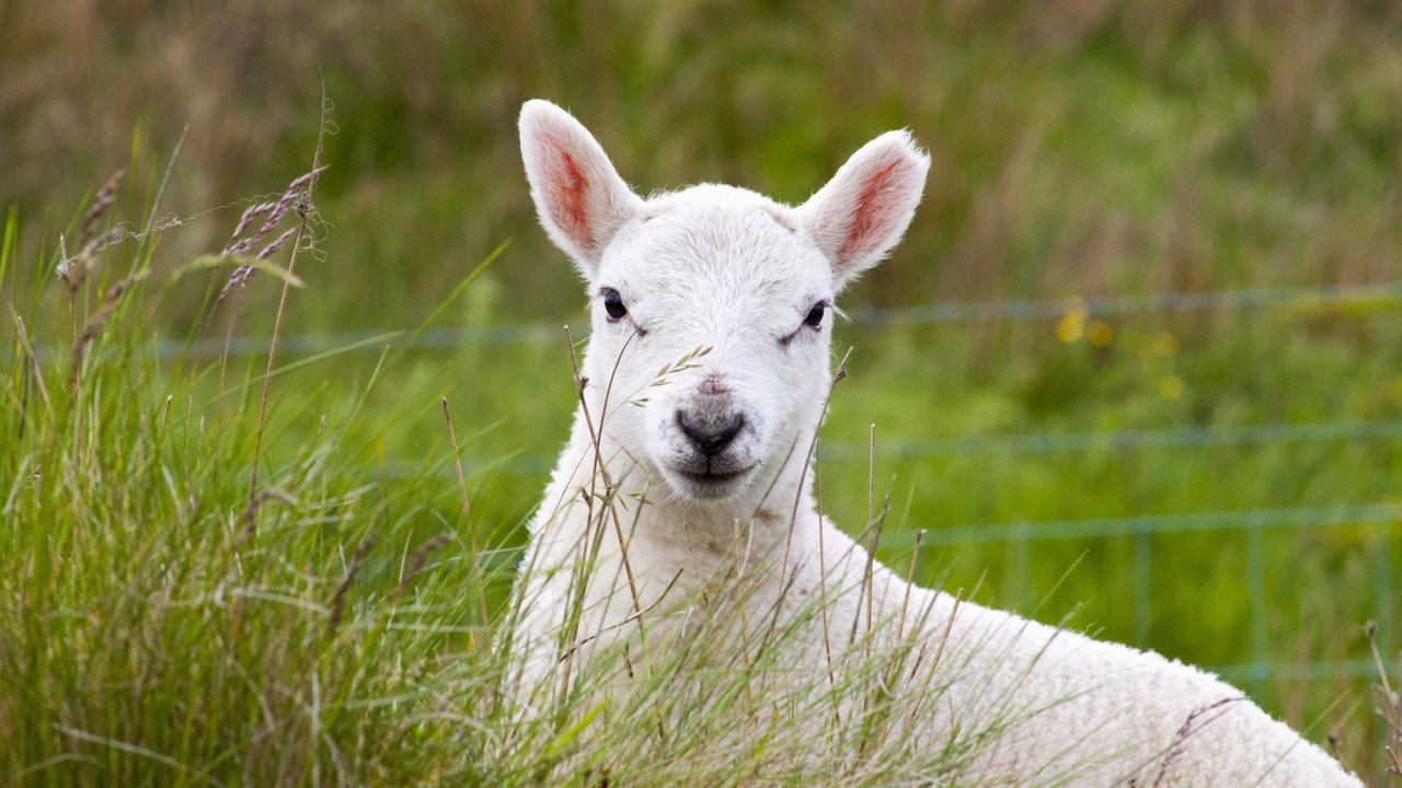 Обои трава, пастбище, животное, овечка, овца, grass, pasture, animal, sheep разрешение 4752x3168 Загрузить