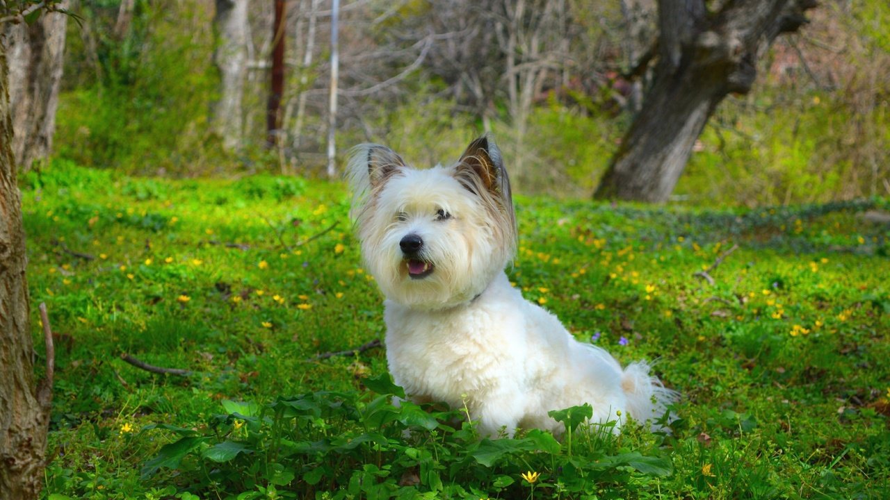 Обои трава, собачка, вест-хайленд-уайт-терьер, grass, dog, the west highland white terrier разрешение 3000x1883 Загрузить